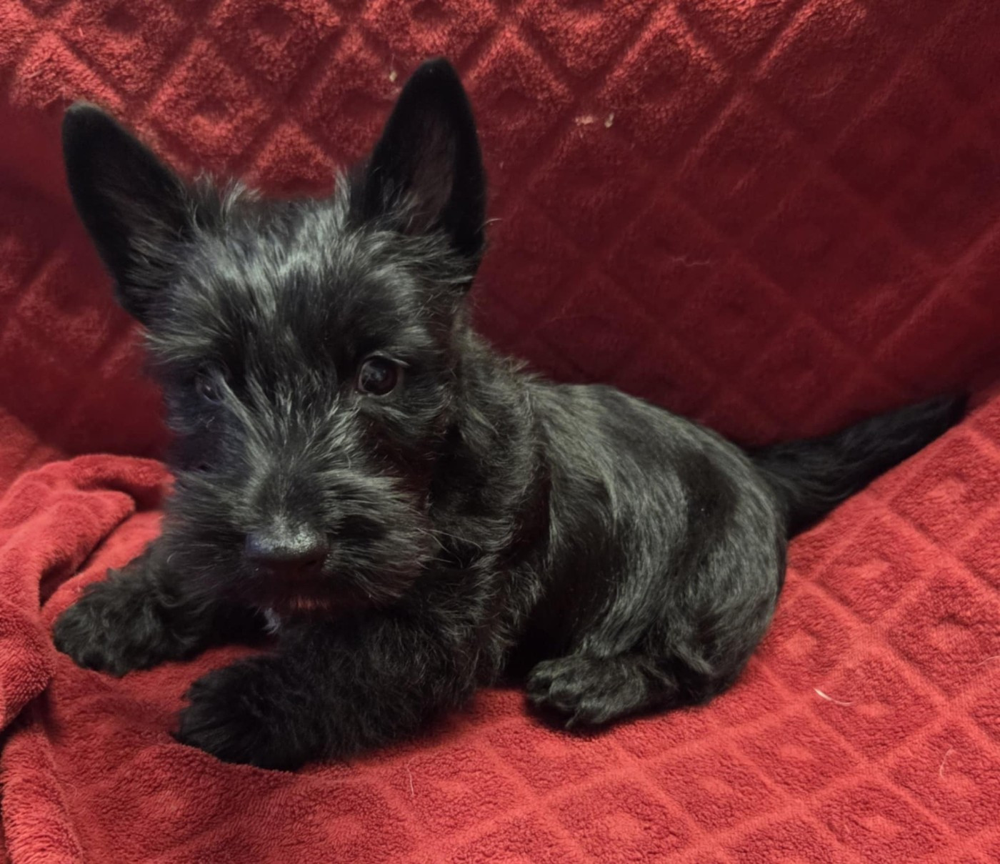Du Clan Des Seigneurs De L'Aven - Scottish Terrier - Portée née le 06/12/2025